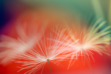 Wall Mural - abstract blurred nature background dandelion seeds parachute. abstract nature bokeh pattern