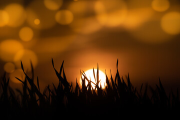 Wall Mural - abstract floral blurred background. plants at sunset on bokeh background