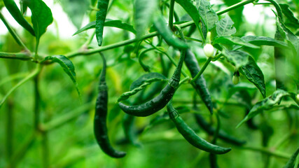 Green Chili Background. The chili pepper (also chile, chile pepper, chilli pepper, or chilli). Green Chilli seed plant image.