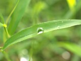 Fototapeta Łazienka - Closeup water drops on leaf ,dew on green grass, droplets on nature leaves with blurred background , macro image , soft focus for card design