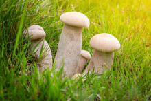 Closeup Of Group White Mushrooms On The Grass And Sunlight In The Background