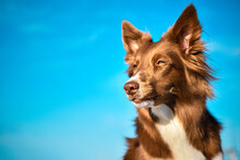Beautiful Brown Dog Border Collie Is Looking Forward On Blue Sky Background.