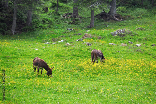 Cuadros en Lienzo donkey eating on the fresh green grass field garden with yellow flowers