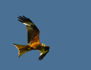 Wall Mural - red kite flying overhead close up