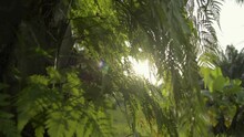 Close Up Fern Leaves That Grow On The Palm Tree Under Sunlight Shining In The Evening. Panning Shot Of Dense Lush Foliage In The Meadow. Nature And Environment.