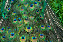 Close-up Of A Peacock's Tail. Feathers On The Tail Of A Peacock. Colors Of Nature