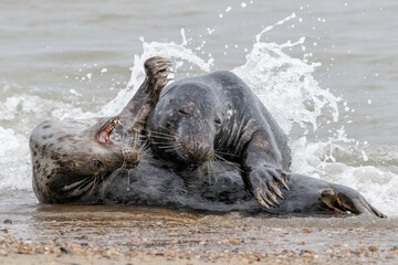 Wall Mural - Atlantic Grey Seal young couple courtship play