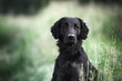 Flat coated retriever. Beautiful black dog. Outdoor portrait.