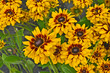 Close up of Rudbeckia 'Giggling Smiley' in a flower border