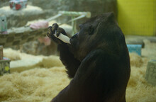 Western Lowland Gorilla Drinking Milk From A Bottle In The Aviary