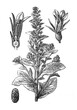 © Basicmoments - Lobelia plant (lobelia inflata) / Antique engraved illustration from Brockhaus Konversations-Lexikon 1908