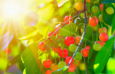  Beautiful cherry trees with cherries in orchard at sunset - Unripe cherries