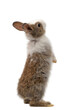 new-born rabbit standing and looking at the top. Studio shot, isolated on white background with clipping path.