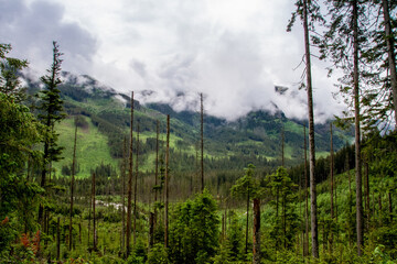 The mountains. Hiking in the mountains. Rainy day in the mountains. Summer in the mountains. Тatras.