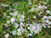 A Large Hail Destroyed The Grass