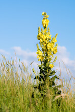 Mullein Verbascum Blooming On A Meadow