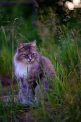  Fluffy tabby cat sits in the grass.
Cat. Beautiful cat is sitting on the grass and looking at the frame. cat is sitting on the grass. looks away.