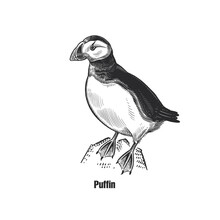 Black Sketch Of Bird On A White Background. Puffin.