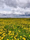 Fototapeta Dmuchawce - a whole field of flowering yellow dandelions, and above it a stormy sky
