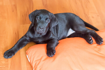 Wall Mural - a black Labrador puppy is lying on the floor on an orange mat