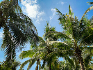 Green palm trees. Green leaves of coconut trees. Balm against the blue sky.