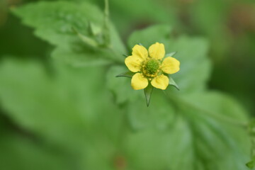 Beautiful yellow avens flowers blooming in the garden