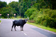 A very dangerous animal standing in the middle of the road. Danger to the driver, collision with an animal. The water buffalo (Bubalus bubalis) crosses the road, Sri Lanka