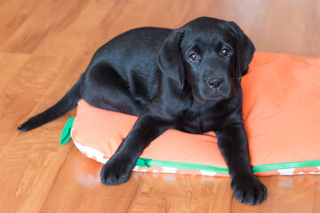 Wall Mural - a black Labrador puppy is lying on the floor on an orange mat