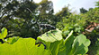 무화과 나무잎에 날아 온 한국 제주도 한라산에 자생하는 알락하늘소 
