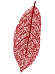 Canvas Print - Autumn red leaf on a white background, design element.