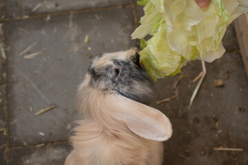 Wall Mural - A floppy ear rabbit is fed with lettuce in steel