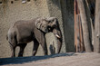 Afrikanischer Elefant im Zoo