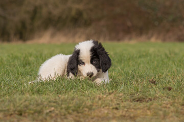 Wall Mural - A Landseer Bernhardiner puppy lies on a meadow