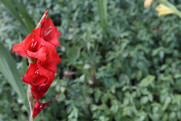 Wall Mural - Vivid red gladiolus contrast with green foliage, space for your text