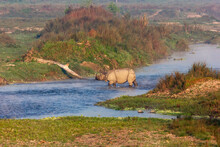 A One Horned Rhinoceros In The Middle Of A River In The Jungles Of The Royal Chitwan National Park In Nepal.