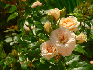 Wall Mural - pink roses bush