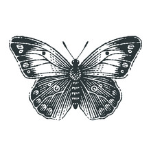 Butterfly. Hand Drawn Engraving Style Illustrations.