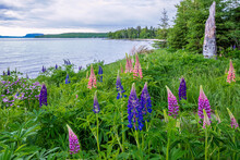 Beautiful Lupines Blooming On The North Shore Of Lake Superior Near Thunder Bay, Ontario