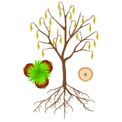 Canvas Print - Hazelnut tree with flowers and nuts on a white background.