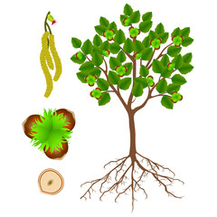 Canvas Print - Showing parts of hazelnut plant on a white background.