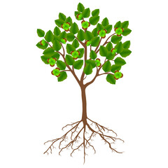 Canvas Print - Hazelnut tree with fruits and roots on a white background.
