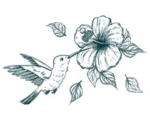 Hand Drawn Sketch Illustration Of A Hummingbird Or Colibri And Tropical Hibiscus Flower