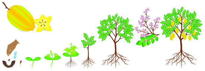 Cycle of growth of carambola plant on a white background.