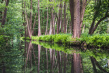 Fototapeta Las - Beautiful water canal in the bisphere reserve Spree forest (Spreewald) in East Germany with lovely reflections