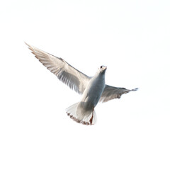 Wall Mural - Flying seagull with white background.