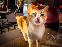  Yellow Tabby Cat On A Table With People In Background.
