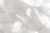 Fototapeta Boho - Beautiful abstract black feathers on white background and soft white feather texture on white texture pattern, dark theme wallpaper, gray feather background, gray banners, white gradient