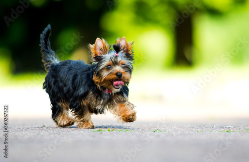 Cuadros en Lienzo Yorkshire Terrier puppy runs fast outdoors