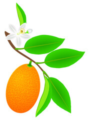 Canvas Print - Branch with kumquat fruit with leaves and flower.