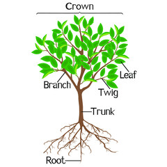 Canvas Print - Parts of a tree with roots on a white background.
